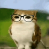 Meowl wearing glasses